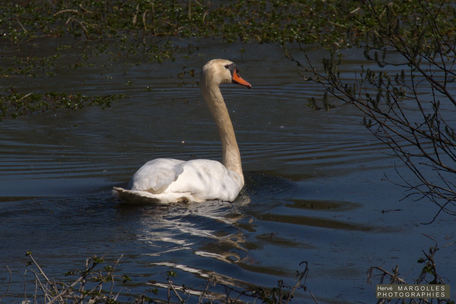 Cygne Tubercule-01.jpg